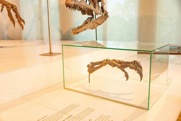 image-77 Dinosaur Fossils Displayed in Museum