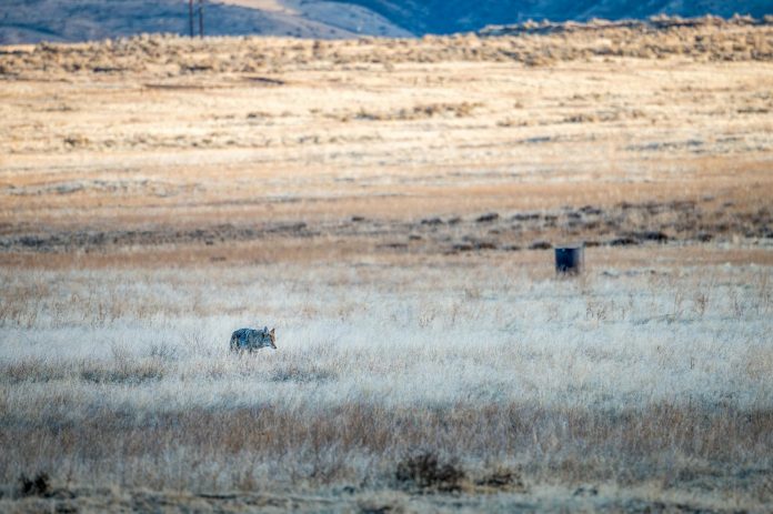 image-1 Wild steppe wolf walking in savanna in daytime