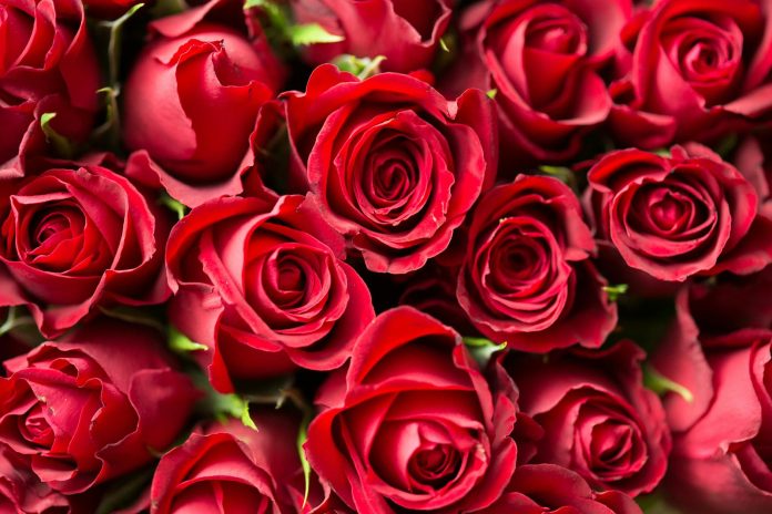 image-114 Red Roses Close Up Photography