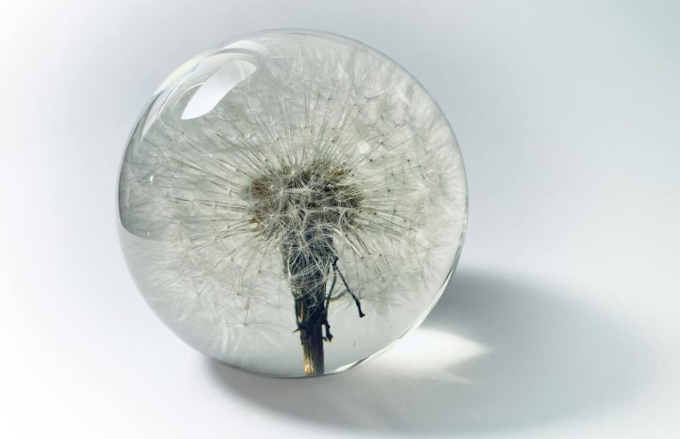 Dandelion Head in Translucent Sphere