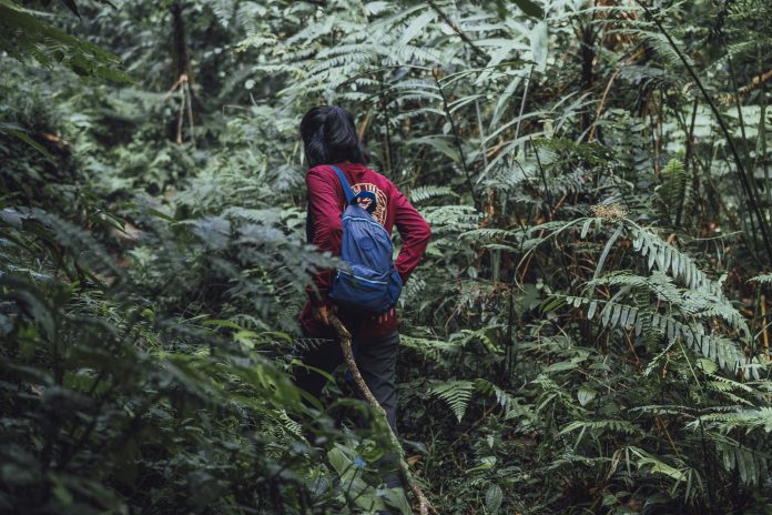 image-138 Person with a Backpack Entering the Forest