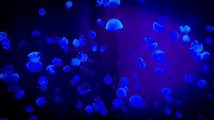 image-21 Jelly Fish With Reflection Of Blue Light